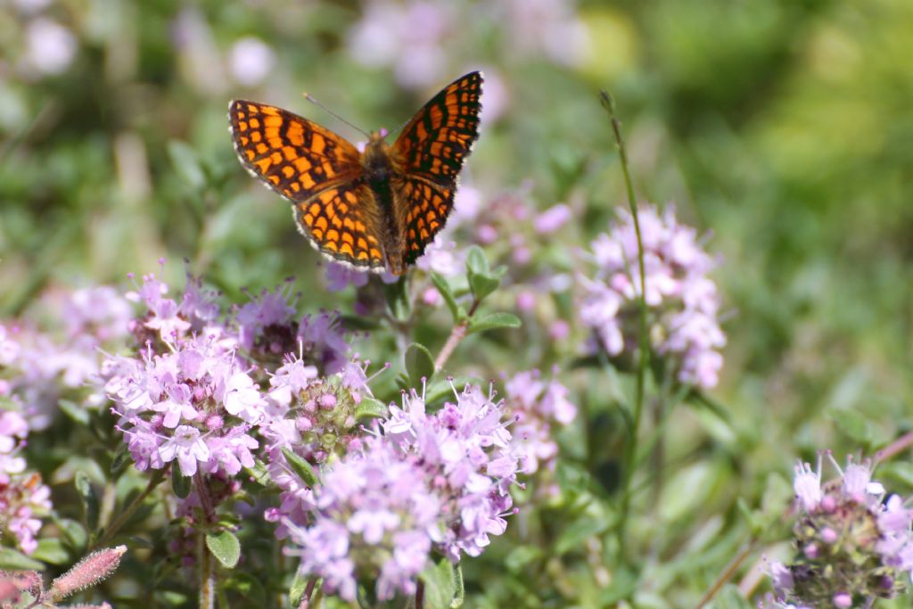 Melitaea athalia o aurelia? M. athalia